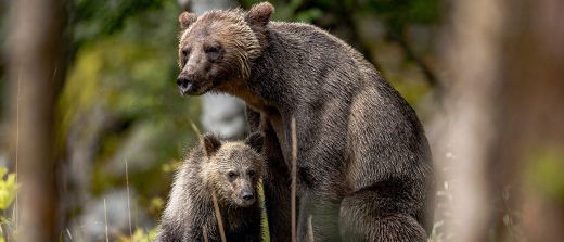 Photograph Grizzly Bears in Alaska with a Tatra Photography Tour - Image 3
