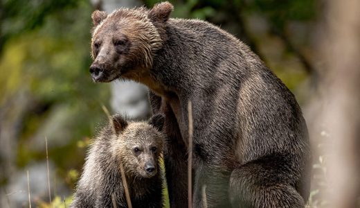 Photograph Grizzly Bears in Alaska with New Tatra Photography Tour