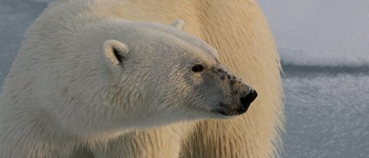 Aqua-Firma Releases Its ‘Ultimate Spitsbergen’ Portfolio - Image 3
