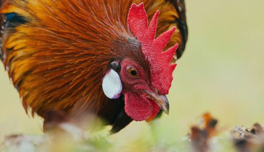 The Year of the Rooster & Why Roosters make the Best PRs