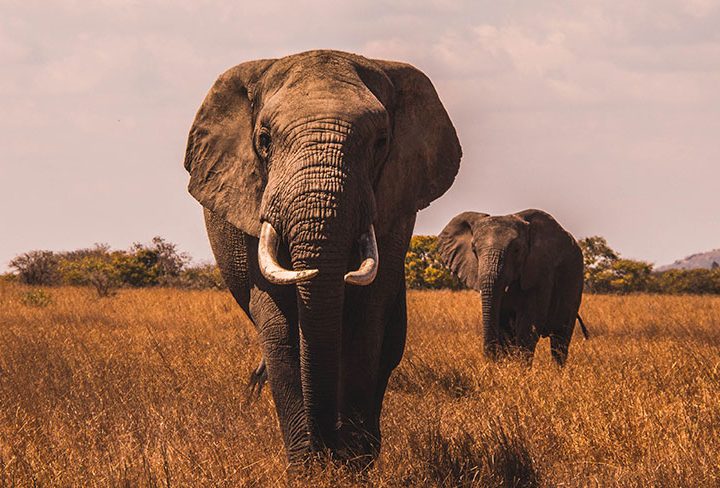 5 Things You Didn’t Know About Elephants