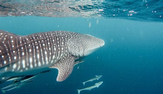 Madagascar Emerges as Hotspot for Endangered Whale Sharks