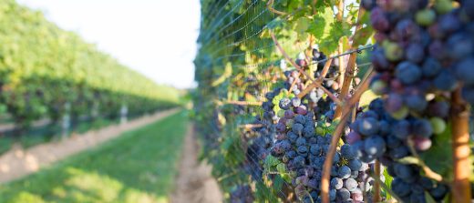 Best vineyards to visit on Long Island | Rooster PR