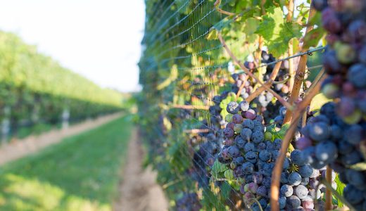 Best Vineyards to Visit on Long Island, New York