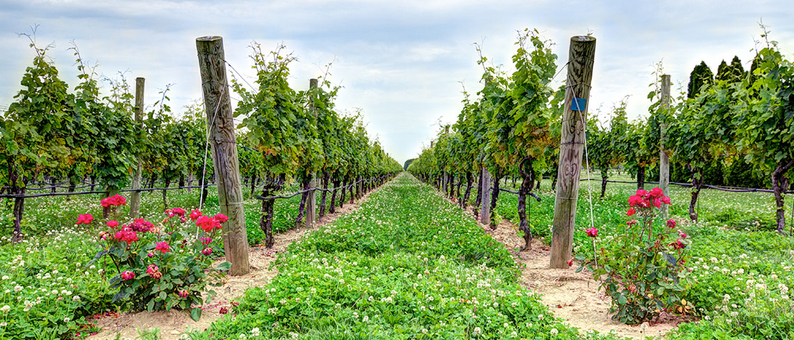 Best vineyards to visit on Long Island | Rooster PR