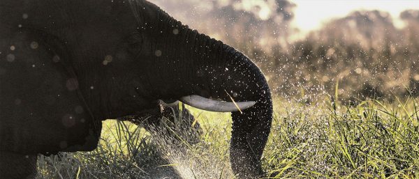 SafariBookings.com Africa Saving its Elephants by RoosterPR
