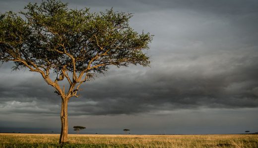 How to do a Long Weekend on an Africa Safari