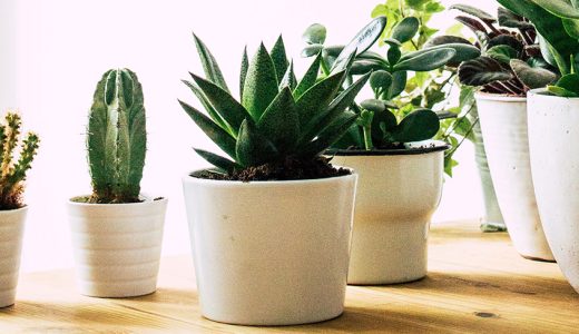 A Guide to Caring for Houseplants