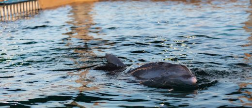 Clearwater Marine Aquarium Welcomes Rescued Dolphin to its Forever Home