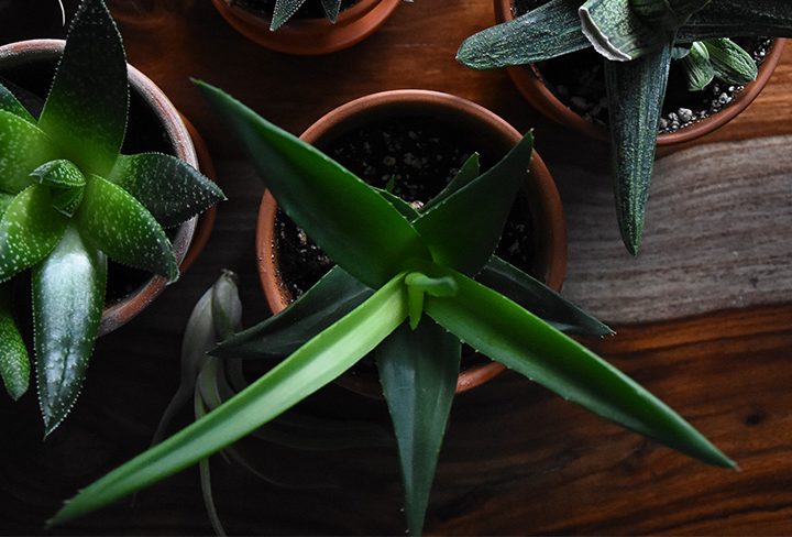 How to Care for Houseplants in Winter