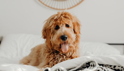 Bad Night’s Sleep? Blame It On the Dog