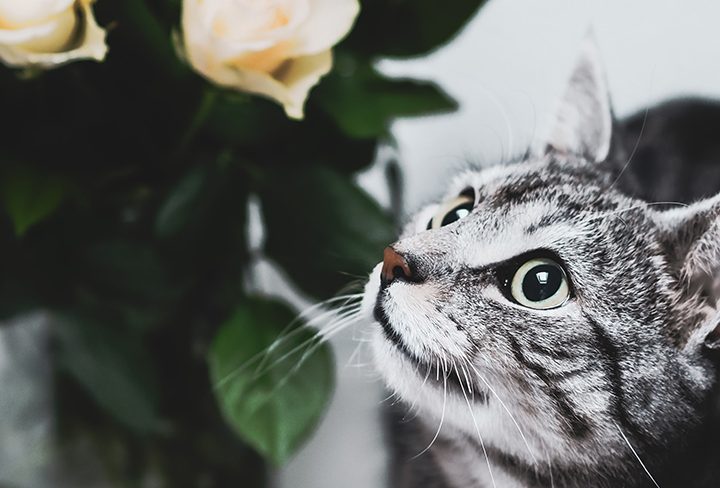 Added a Furry Friend to the Family this Year? Ensure your Plants & Blooms are Pet-Safe