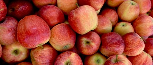 Hawkes London Cidery Saves 13 Tonnes of Apples From Going To Rot RoosterPR