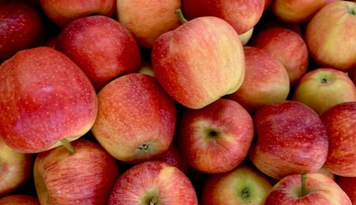 London Cidery Saves 13 Tonnes of Apples from Going to Rot this Autumn in Most Successful Annual Apple Donation Drive Yet