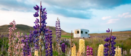 Camperdays Celebrate the Spring Equinox with a UK Road Trip RoosterPR