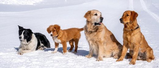 LAAX, Switzerland Notes 104% Spike in Dogs Attending Ski Trips RoosterPR
